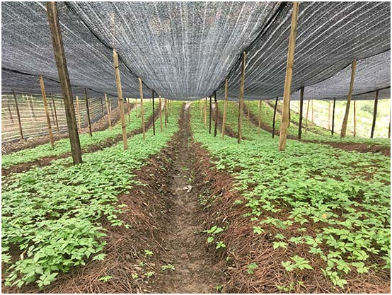 圖為好醫(yī)生藥業(yè)在大涼山“懸崖村”的“三七”種植項(xiàng)目基地